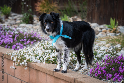 border collie in backyard garden