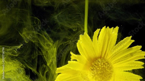 Macro close-up of a single yellow daisy in the lower-right foreground against a deep black backdrop. Directional studio light emphasizes petal texture