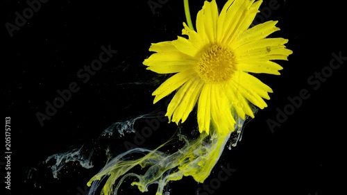 Close-up of a bright yellow daisy suspended against a deep black backdrop. The flower head faces the camera, revealing textured central disk and detailed