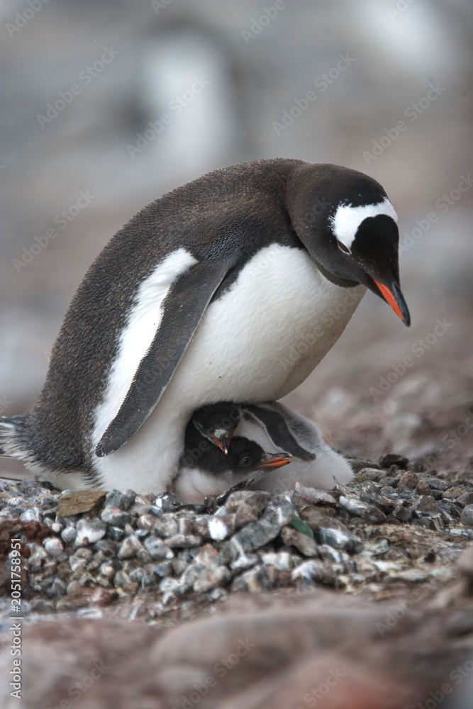 Obraz premium Gentoo penguin with chicks on the nest on South Georgia Island