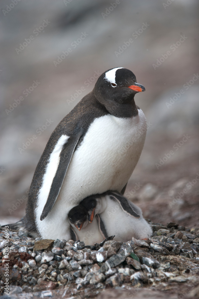 Fototapeta premium Gentoo penguin with chicks on the nest on South Georgia Island