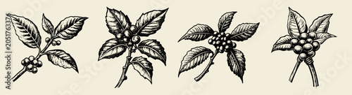 Фотография Detailed botanical illustration depicting a coffee plant branch with mature berries and lush leaves, showcasing natural botanical artistry and plant structure