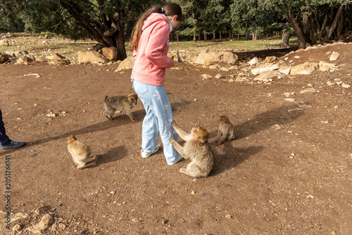 Canvas Print feeding wild monkeys in Morocco