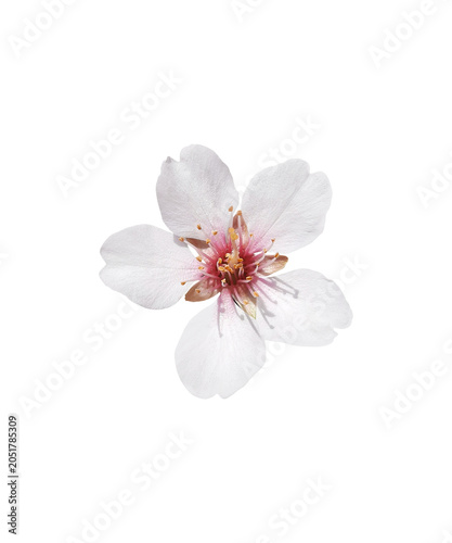 white cherry blossom