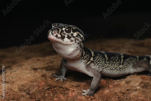 Portrait of a  Banded Gecko with distinctive patterns and eyes