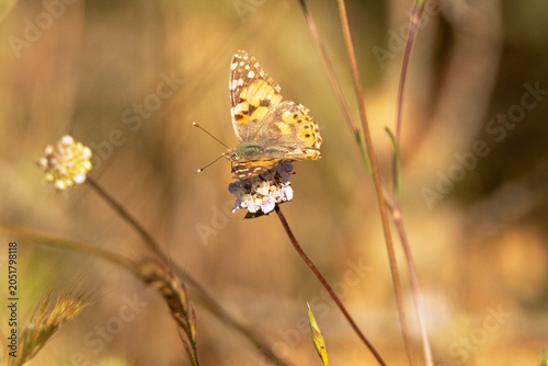 Foto Temporada de mariposas