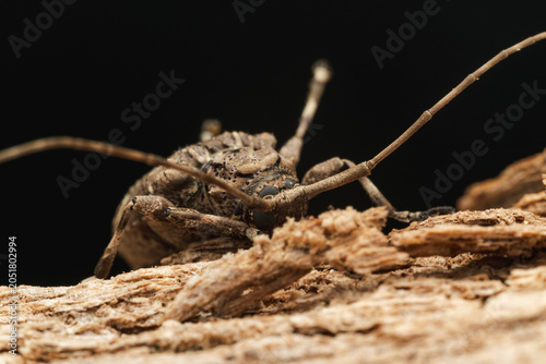 Longhorn beetle on wood macro detailing insect antennae