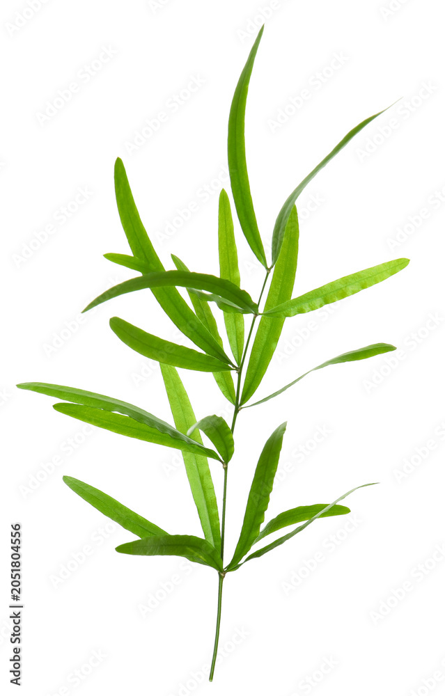 Fototapeta premium Branch with green bamboo leaves isolated on white