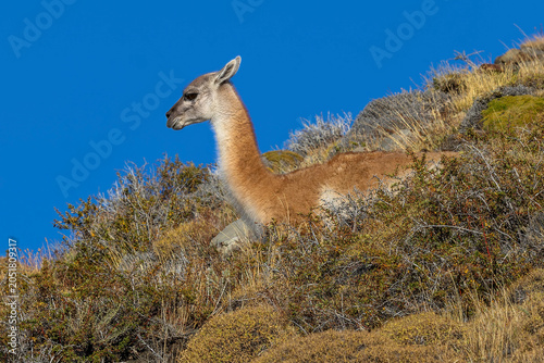 Принти на полотні A resting guanaco