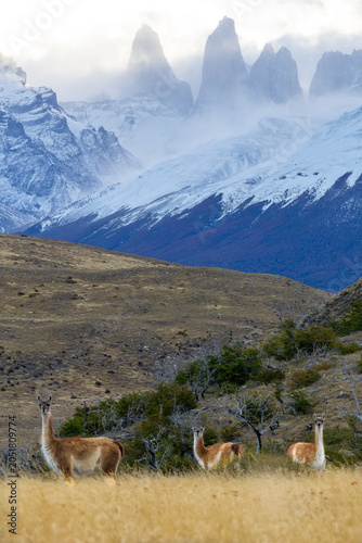 herd of guanacos in front of the towers of the paine, chile