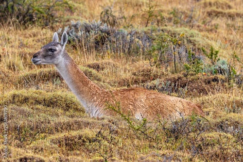 Lama guanicoe 