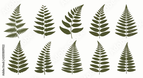 Obraz na plátne Collection of various green fern leaves on a white background.