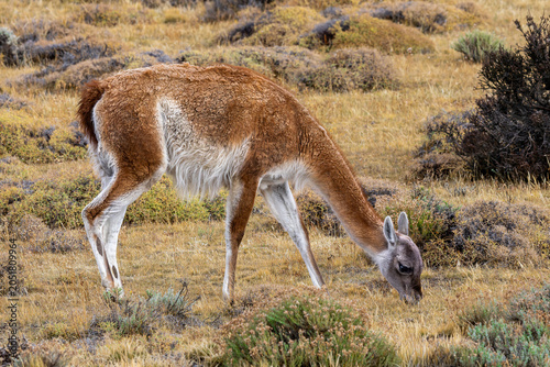 Guanaco in the field