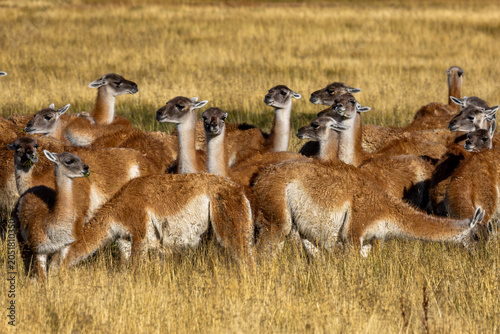 herd of guanacos