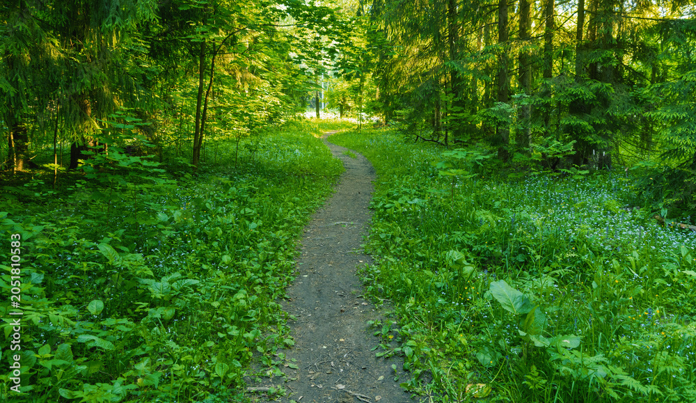 Fototapeta premium Narrow dirt path winding through dense green forest under dappled sunlight