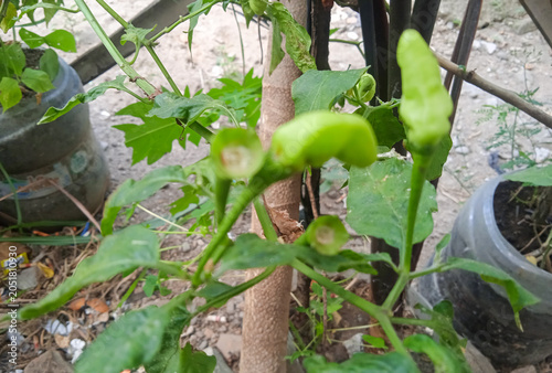 chili pepper plants bearing fruit in a garden.