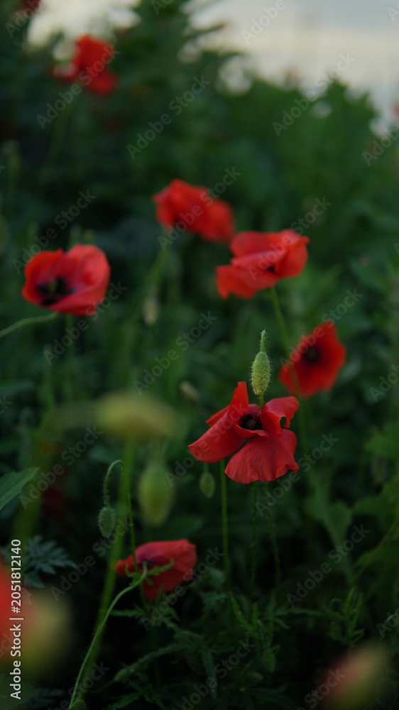 Obraz premium red poppy flower