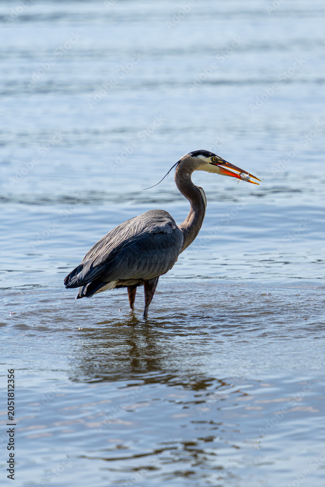 Fototapeta premium A Great blue heron in the water catching a fish