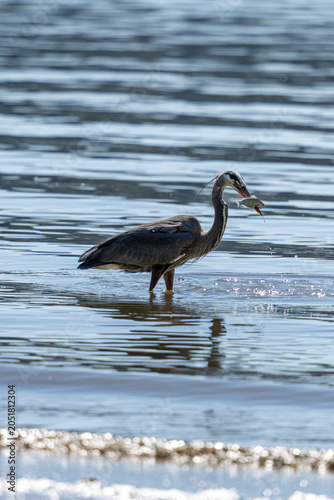 A Great blue heron in the water catching a fish