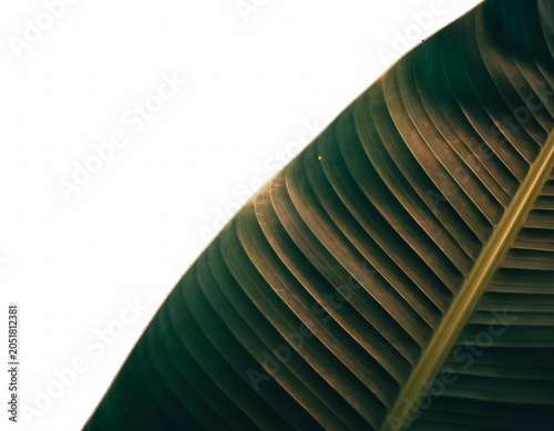 A pristine close-up of a single lush dark green banana leaf with intricate vein patterns positioned against a stark white background for minimal art