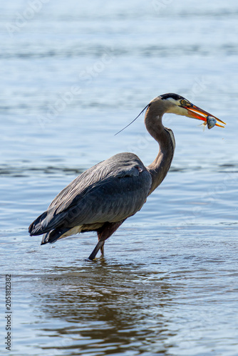 A Great blue heron in the water catching a fish