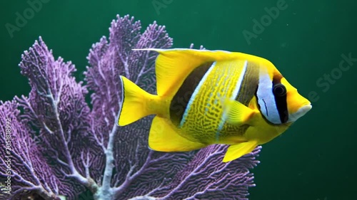 Vibrant yellow fish swimming near purple coral against a green background