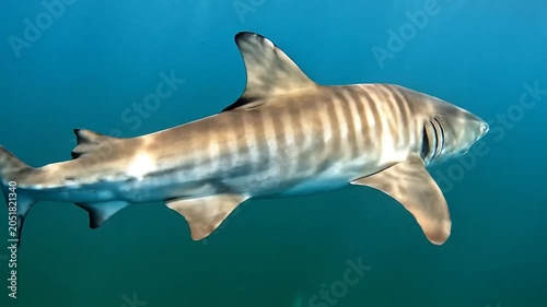 Shark swimming underwater in blue ocean with sunlight rays