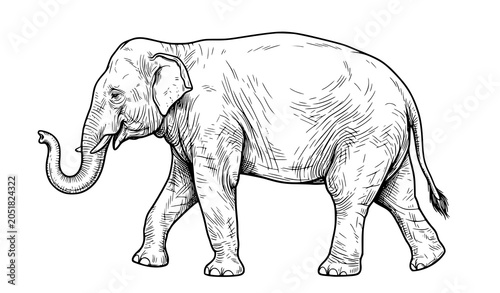 Photography Realistic Asian Elephant Walking Vector Art Isolated Wildlife Animal Illustratio