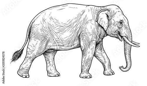 Photography Asian Elephant Walking Side Profile Realistic Wildlife Vector Illustration