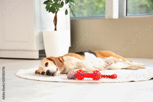 Adorable beagle dog with to...