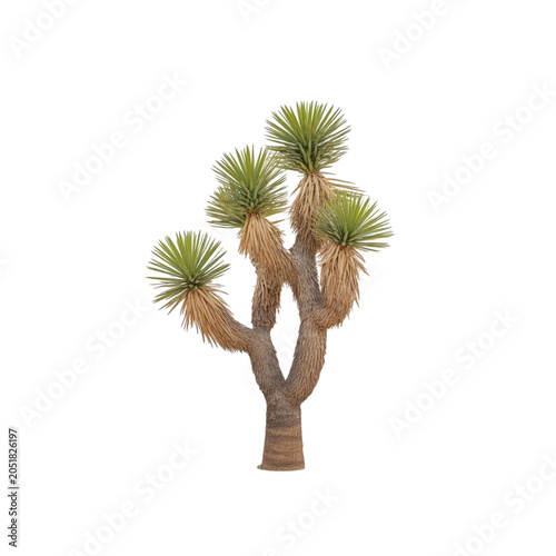 Joshua Tree Isolated on White Background Desert Plant Yucca Brevifolia Minimalist Nature Asset