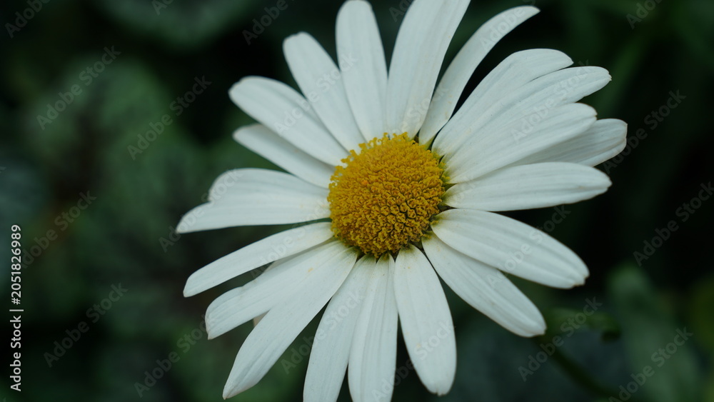 Fototapeta premium Beautiful Daisy Flower Close Up Macro Photography