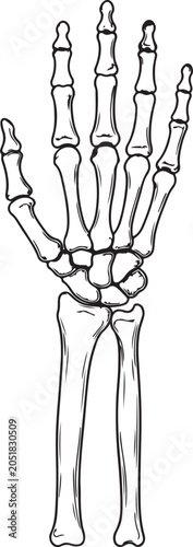 Obraz na płótnie Human hand bones anatomy vector illustration with arm skeleton wrist joints outl