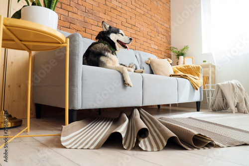 Foto Husky dog lying on sofa in messy room