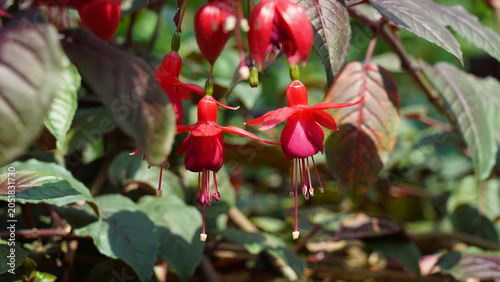 Canvastavla Red Fuchsia Flowers Blooming in the Garden