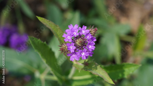 Photography Purple Verbena Flower Close Up Nature Photography