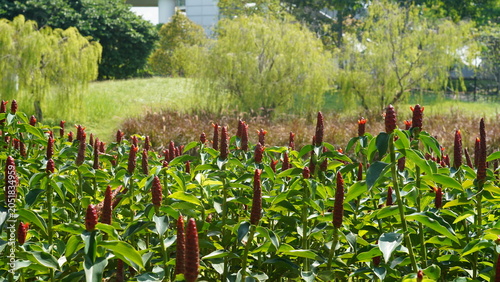 Vibrant Costus Woodsonii Blooms in Lush Green Garden Setting