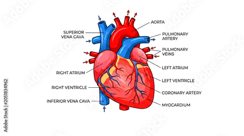 Tableau sur toile Human heart anatomy diagram with detailed labels and blood flow arrows