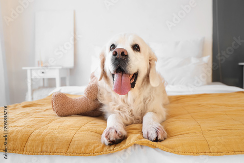 Cute Labrador dog with toy ...