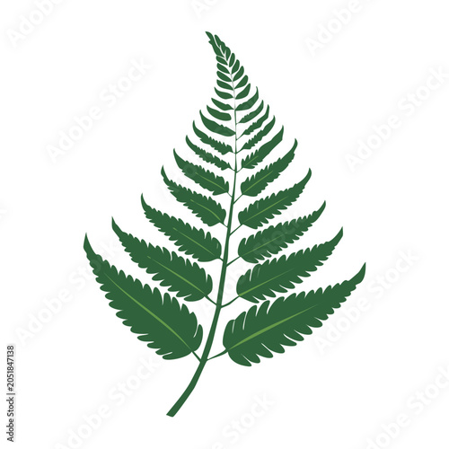 Green fern leaf illustration on white background