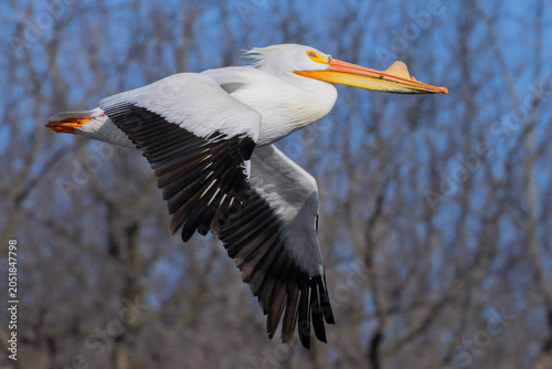 фотографія White pelican gliding over a wetland