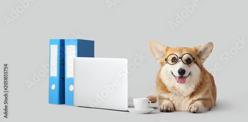 Cute business dog with coff...