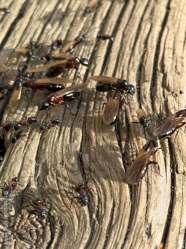 Camponotus novaeboracensis ants swarm, Quebec, Canada