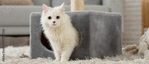 Cute white cat in its house...