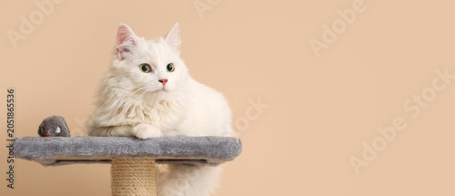 Cute white cat with toy mou...
