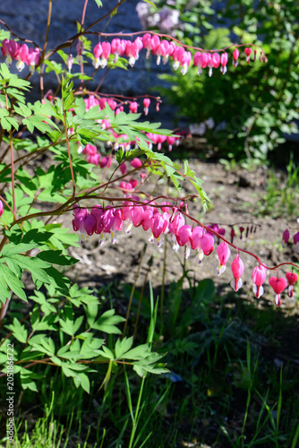 Bleeding heart  flowers in the garden