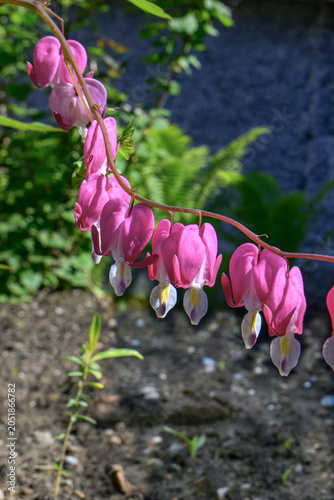 Bleeding heart  flowers in the garden
