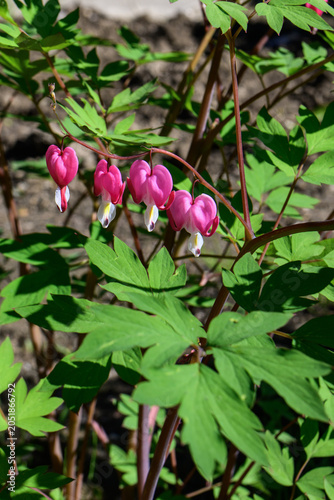 Bleeding heart  flowers in the garden