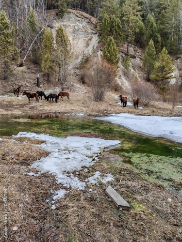 Early spring, a herd of horses is grazing near a melted lake. Arshan, Buryatia.