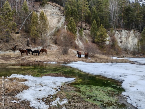 Early spring, a herd of horses is grazing near a melted lake. Arshan, Buryatia.